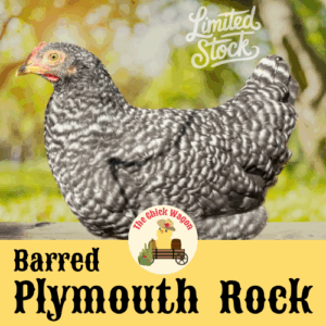 Barred Plymouth Rock Started Pullet (Female) - 4 months