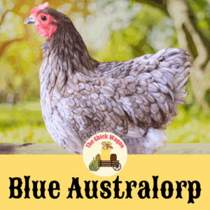 Blue Australorp Started Juvenile (Female) - 5 weeks