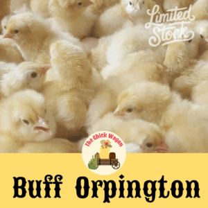 Buff Orpington chicks for sale Oregon