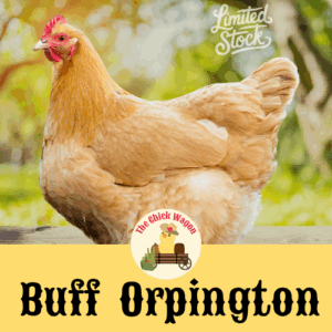 Buff Orpington Started Pullet (Female) - 2 months
