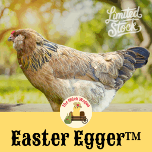 Easter Egger™ Started Pullet (Female) - 2 months