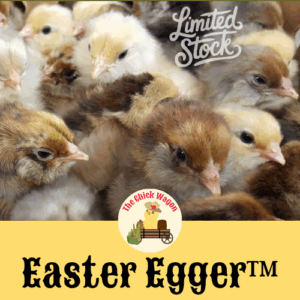 Easter Egger chicks for sale Oregon
