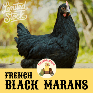 French Black Marans Chicks for Sale