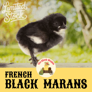 French Black Marans Chicks (Female) - 5-7days
