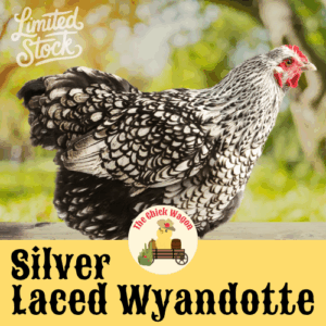 Silver Laced Wyandotte Started Pullet (Female) - 2 months