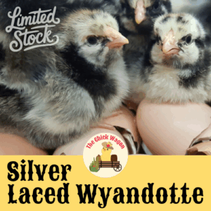 Silver Laced Wyandotte Chicks (Female) 5-7days